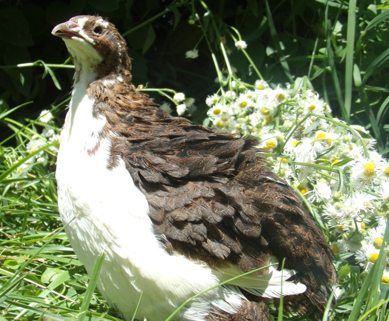 WILL INCLUDE TUXEDO VARIETY! 25 Tibetan Corurnix Hatching Eggs By Myshire Farm 
