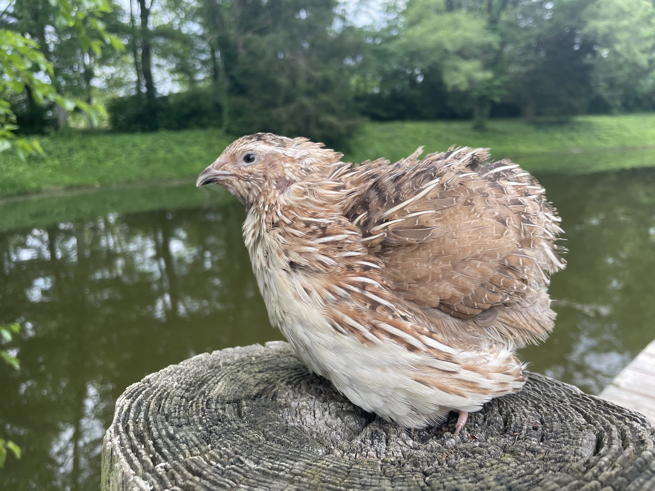 Sparkly and Pansy Mix – Coturnix Quail Hatching Eggs – Myshire Farm
